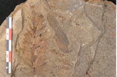 Foto (Detailansicht) von Voltzia heterophylla Brongniart (NHMW-GEO-2024-0188-11131)